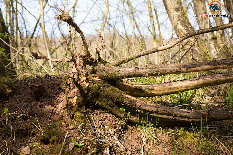 Sturmschäden, Baum entwurzelt, wer haftet wer zahlt?
