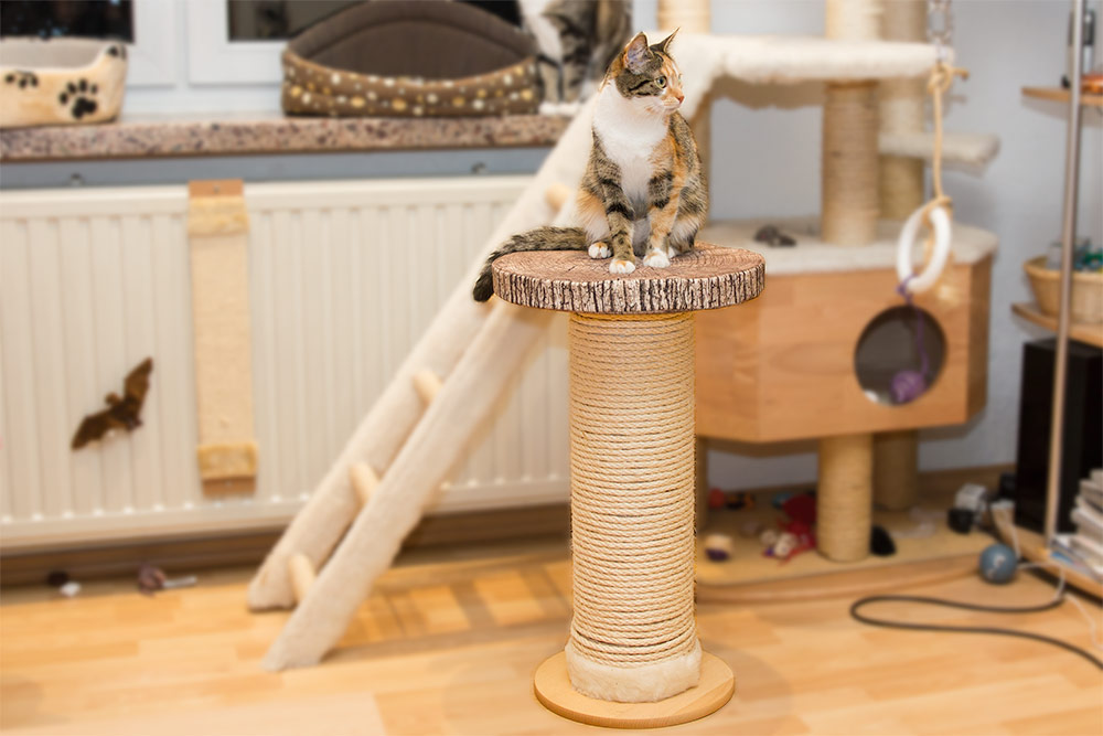 Kratzsäule für Katzen selbst gebaut
